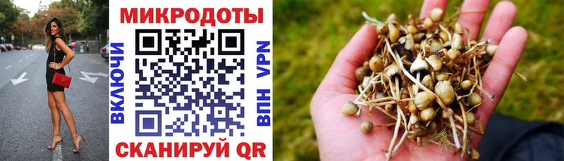 Купить где  Орлов  Псилоцибиновые грибы Psilocybine cubensis 